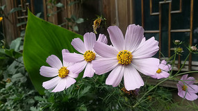 �����ľջ�