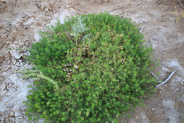 ɳĮֲ����ֲɳ��