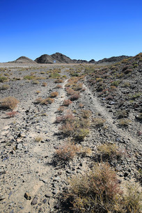 ������Į���̲