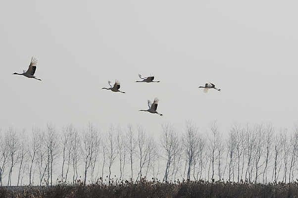 �����װ�����