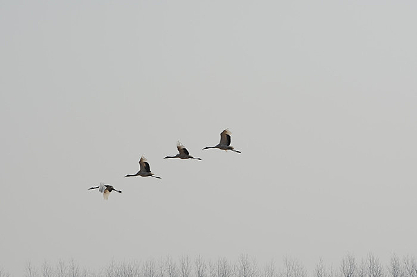 �������Ŷ�