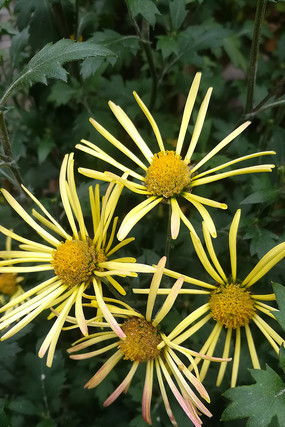 �����ųǵľջ�