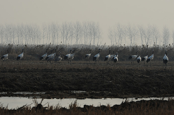 �����׳�ʳ