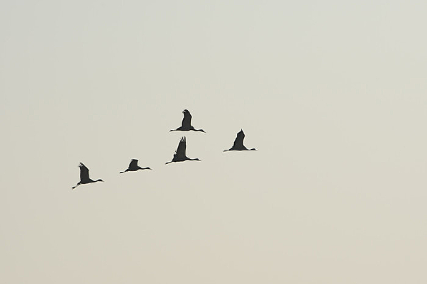 �������Ŷ�