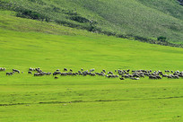 ɽ��������Ⱥ