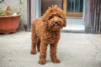 ���ɵļ�������̩��