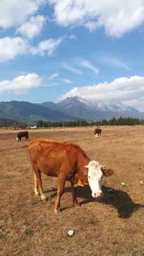 ����ѩɽ�µ�ţ