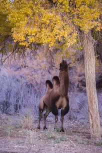 ����Ҷ������