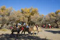 �������е�����Ⱥ