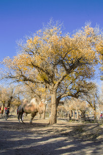 ����������Ƭ