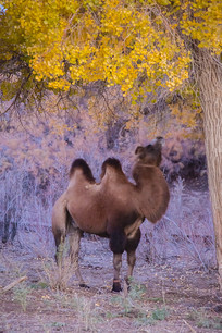 �������µ�����