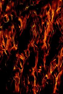 ���������Ʊ���