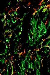 ������ɫ�������