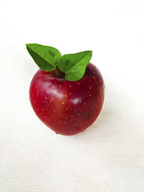 ��Ҷ��ƻ��