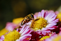 �۷��뻨��