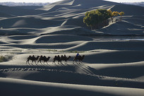 ɳĮ�������