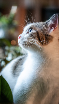 һֻע���Ŵ����Сè