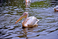 �����������ʳ