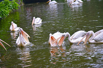 ����������ˮ