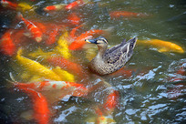 �����ڴ���Ѽ��