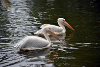 ��˫��Ե�ˮ��