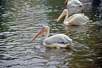 ��������ĳ�����