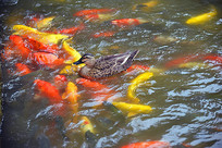 ����ʳ���Ѽ��