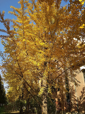 ���������Խ��ɫ��������