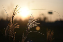 Ϧ�������