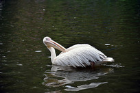 ������ë��ˮ��