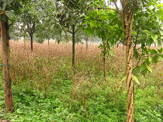 �Ӳ�����������