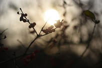 ������Ӱ