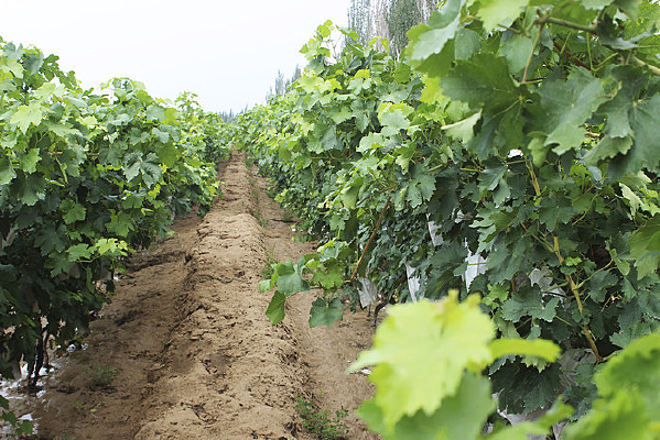 �������Ѽ�