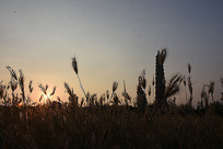 ��ϼ�е�˥�ݹ���