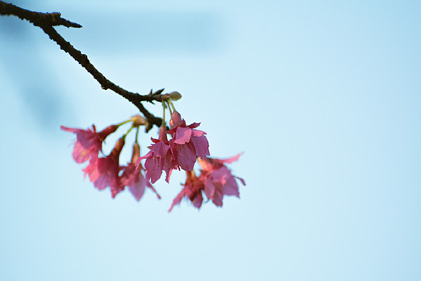 ���ߵ�ӣ��