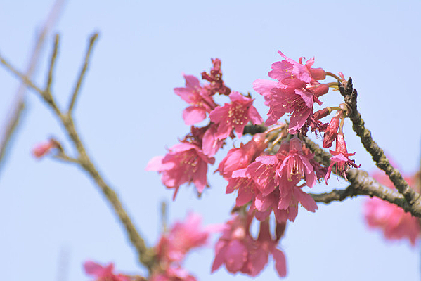 ���޵�ӣ��