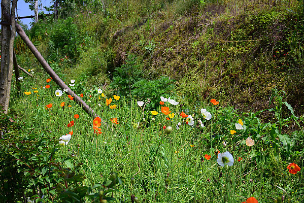 ������ɫ��Ұ��