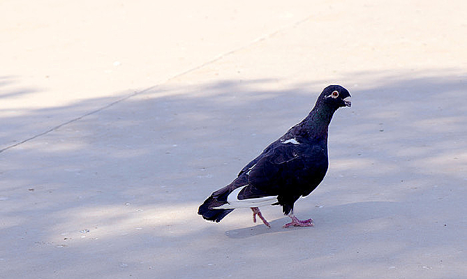 �㳡���ز�