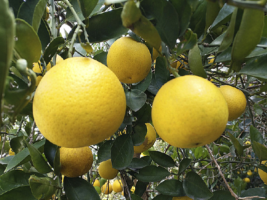 ��԰��ɫ����