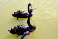 ������ز�