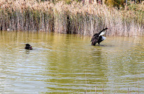 ������ز�