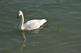 ŵ