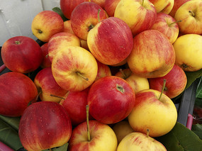 ��ժ��ƻ��