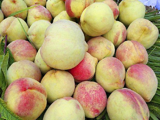 ���ʲ�ժ����