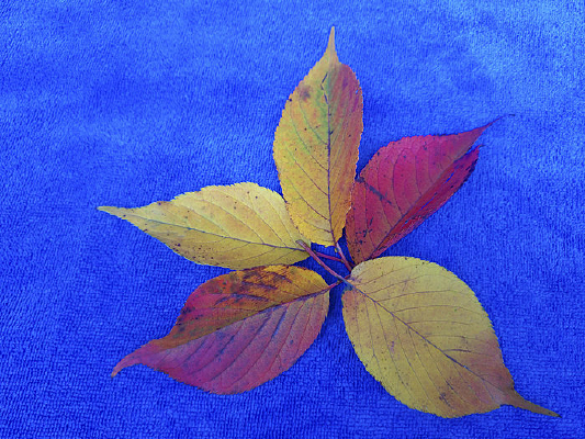 ����Ҷ�ز�