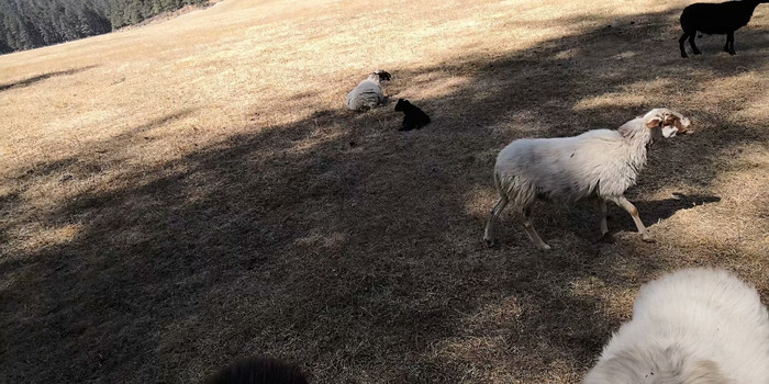 ɭ�����������