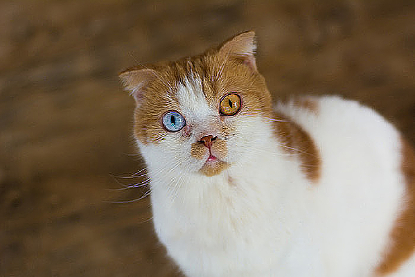 ���ɵ�è����д