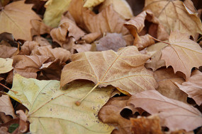 ��ͩ��Ҷ������