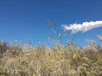 ��������«έ���쾰ɫ