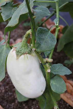 ��ɫ����